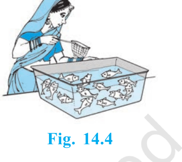 Shopkeeper selecting one fish from an aquarium containing five male fish and eight female fish.
